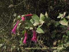 Imgen de Satureja multiflora (Menta de rbol/Satureja/Poleo en flor)